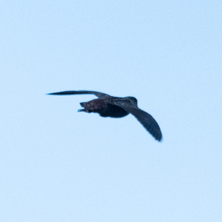 Eurasian woodcock